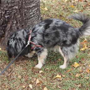 【飼い主の悩みを減らすアイデア商品】犬の散歩中トラブルを未然に防ぐ現実的な方法