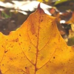 9月からケベック州のMaternelle（プレスクール）に入学！