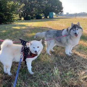 ラテ散歩＆ときちゃんおめでとう