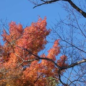 タイワンフー＆モミジ