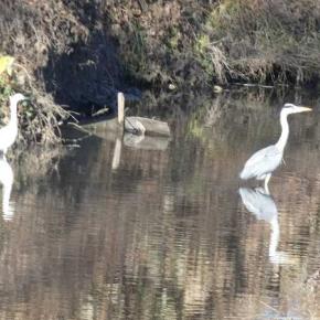 アオサギ＆コサギ