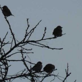 篠津、生き物3種＆ボケ