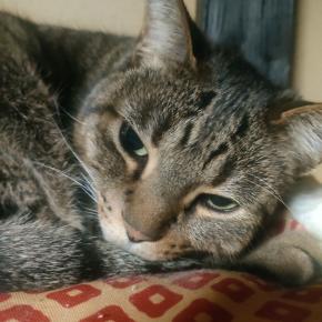 伝えれば変わることもある？ 骨髄提供ドナー補助制度②