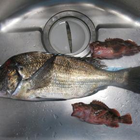 本荘ケーソンで孫と釣りを楽しみました。