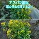 アスパラ菜の花まで収穫しちゃうよ～♪♪厳密には【蕾しか】食べんけど(･д･)