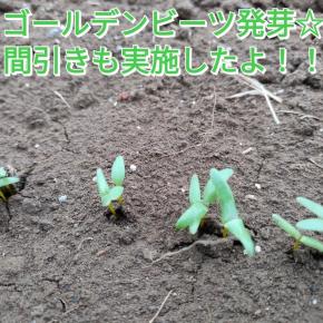 初挑戦！ゴールデンビーツの発芽を確認☆間引きも実施したよ(^^)/