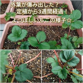 プランターへいちごを定植して3週間経過！☆何とか生きてるみたいだね(ﾟoﾟ;