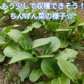 もう少しで収穫！！種播きから1ヶ月ちょっと！ちんげん菜の様子☆
