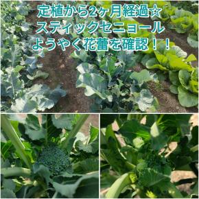 スティックセニョールの花蕾を初確認！！定植から2ヶ月経過☆
