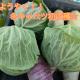 種播きから3ヶ月半！！ようやく…冬キャベツの初収穫を実施したよ☆