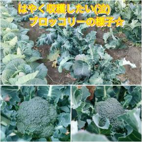 収穫はまだか！？未だ野球ボールサイズのブロッコリー(泣)いつになったら収穫なの｡ﾟ(ﾟ´Д｀ﾟ)