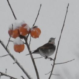 ようやく集い始めたツグミ
