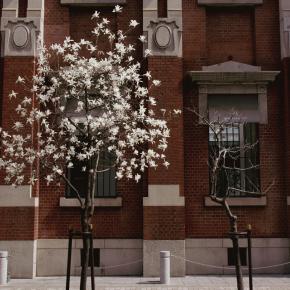 【神戸】みなと元町駅と白い花。マリンロードが花盛り