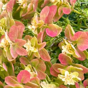 カシワバアジサイの花色の変化と剪定