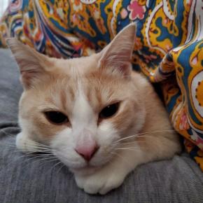 MLBプレシーズンゲーム