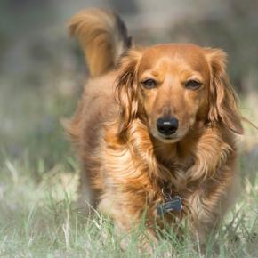 ダックスのてんかん発作の様子と私の対応。