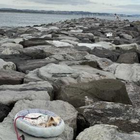 モアナ (+我が家のワンコは寝てばかり10月〜12月編、見つめていたいandプルシアンブルーの肖像)