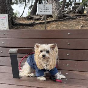 モアナ (+PTA活動で学んだ事を、市公園野球場、サザン神社)