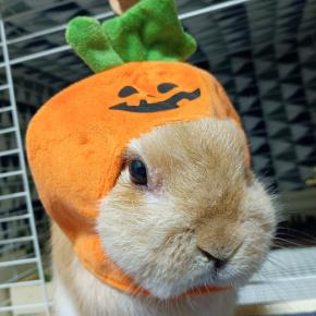 はろうぃん…。