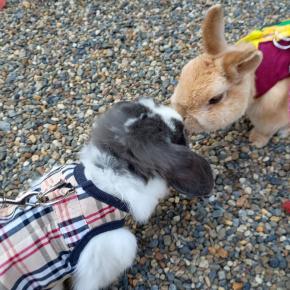 令和7年うさぎ参り…後編。