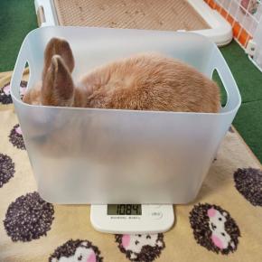 体重はかりましょうかぁ…。