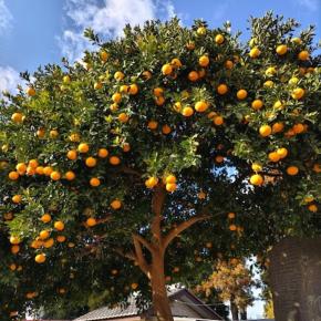 2026年、ﾃﾝﾔﾜﾝﾔで幕を開ける