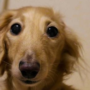 12月25日は6年前に亡くなった犬の誕生日でした