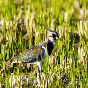 お口に泥を付けた貴婦人