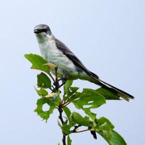 サンショウクイ ふらりと桜の木に