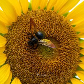 タイワンタケクマバチが多いこと