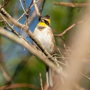 ミヤマホオジロに会ったよ