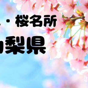 山梨の花見・桜名所【新倉山浅間公園】