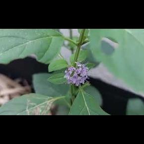 予約状況・レビュー calendar