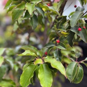 ヨガ12月の予定