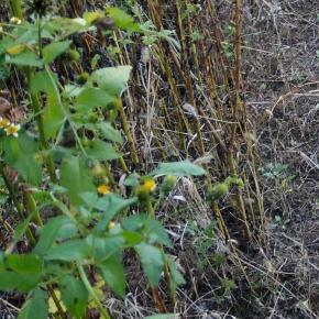 今日も畑に繰り出してコセンダングサ（と思われる雑草）と戦ってきましたが、長期化やむなしです。