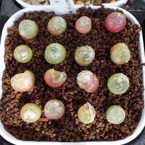 ブルゲリ実生二年生