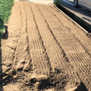 畑仕事、暑い中どうにか耕しジャガイモ植えました