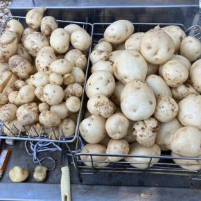 ジャガイモデジマ等収獲