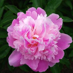 “好きなことをする”ことが良い循環を生む