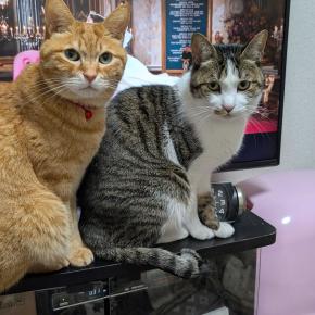 今日のにゃんず1/2