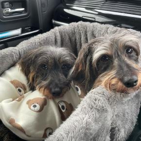 仲良しワンズ！だーっくす！\(//∇//)\