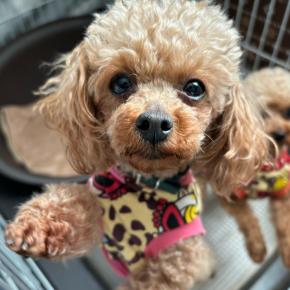 預かりワンコのシャンプーデー\(//∇//)\