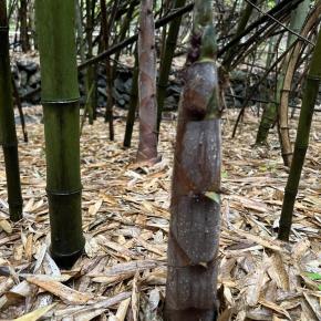 破竹の勢い・・・数寄走る