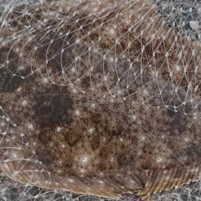 座布団サイズのヒラメを釣ったった。釣り運を使い切った。