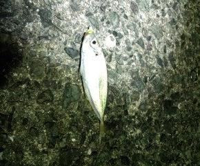 ライトゲームの5目釣り