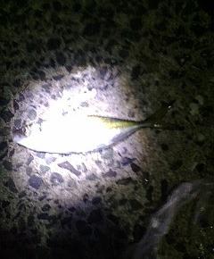 アジングでもタモが必要