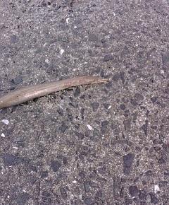 ヒラメのかわりに