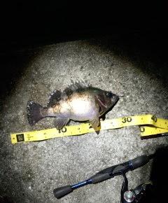 とりあえず、良型メバル釣れました