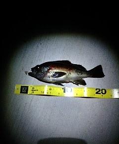 メバリングで自己記録のメバル確保