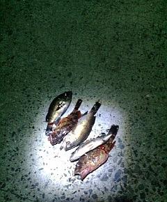 メバルとアラカブ